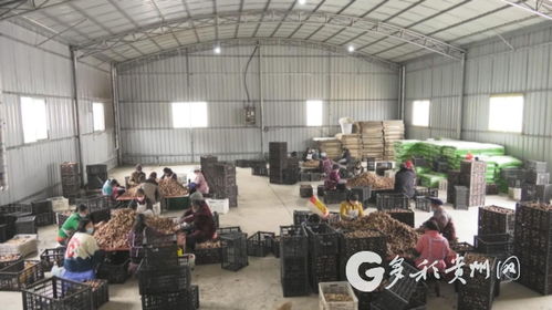 多彩貴州網(wǎng) 安龍縣省級重大項(xiàng)目全部復(fù)工