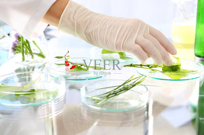 實(shí)驗(yàn)室,植物學(xué),轉(zhuǎn)基因,遺傳研究,生物科技